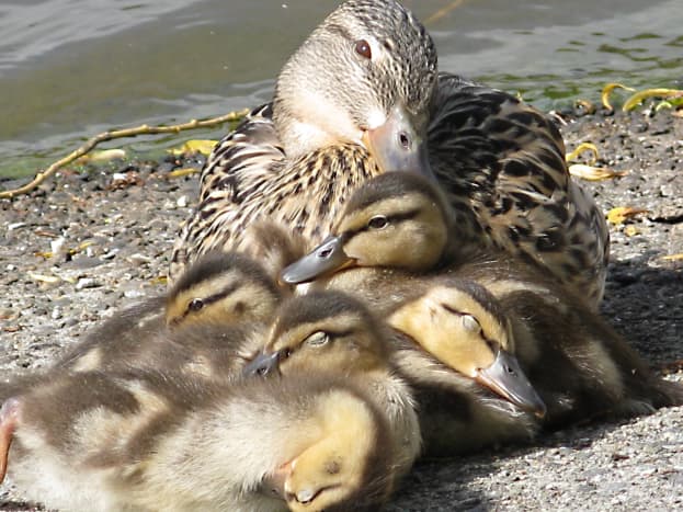 A female mallard duck with her ducklings