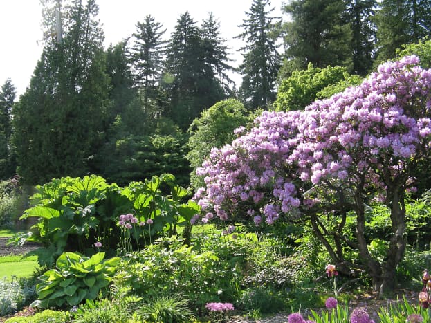 Magnolia Flowers and Glaucous-Winged Gulls in Stanley Park, BC -  WanderWisdom