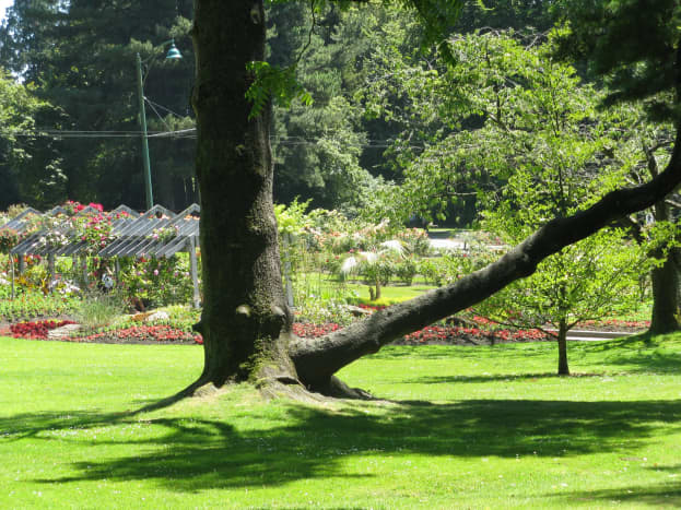 A view of the Stanley Park rose garden