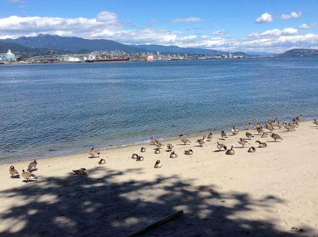 Canada geese at Third Beach