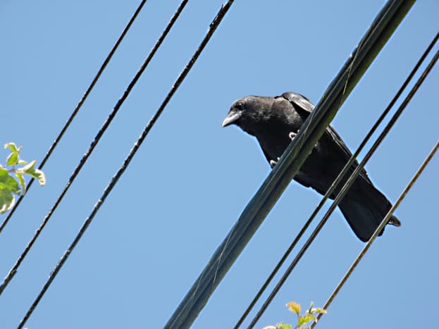 A northwestern crow beside the urban trail