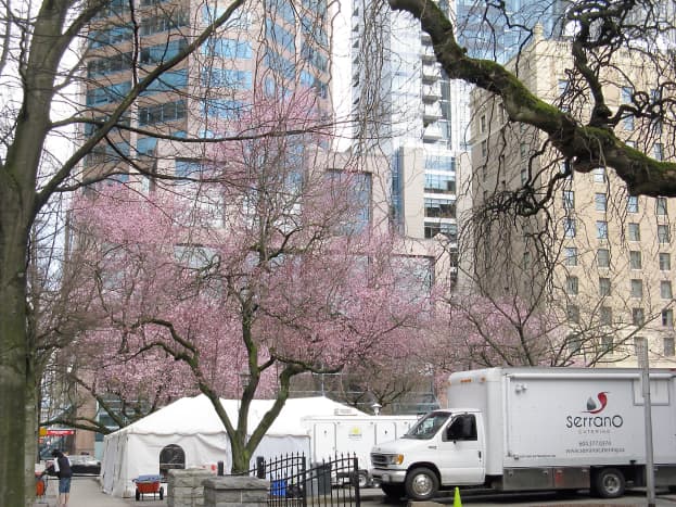 Cherry blossoms and movie vehicles outside the Vancouver Art Gallery