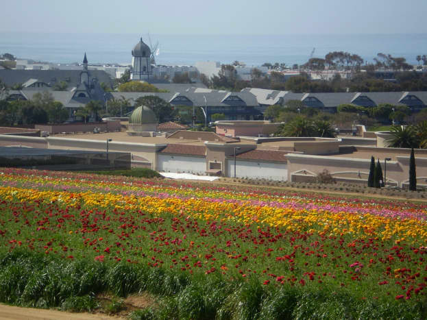 View of Carlsbad, California from Armada Drive showing the Flower Fields.