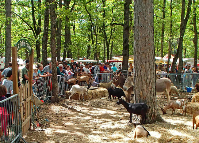 Farm-animal petting zoo at festival.