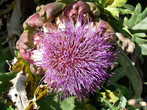 An artichoke flower head or inflorescence