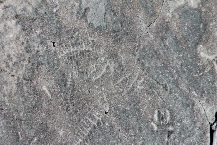 Some of the wide variety of fossils that can be seen at Mistaken Point