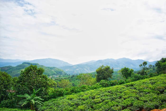 Here is where you can camp among the green tea fields.