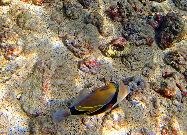 Reef Triggerfish is the official Hawaii State Fish, most commonly seen at Kahalu'u Beach Park.  It has a long Hawaiian name: humuhumunukunukuapua'a.