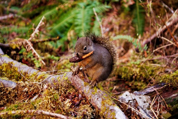 Squirrel at the Hoh Rain Forest in Olympic National Park near Seattle, Washington