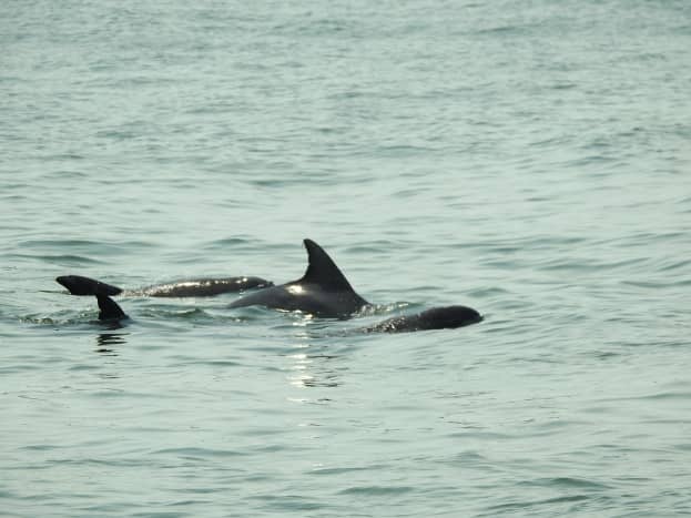 Dolphins off of Virginia Beach, Virginia