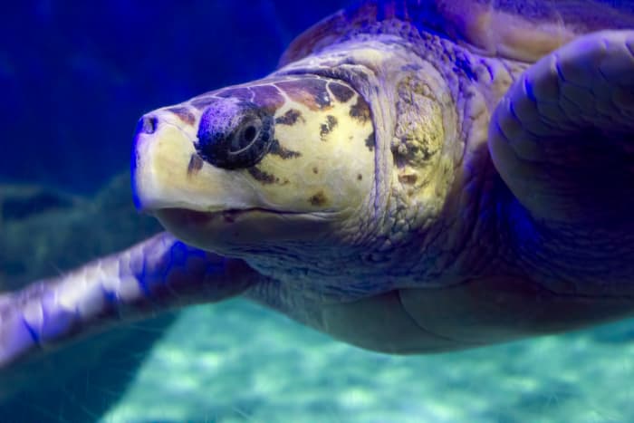 Sea Turtle at Virginia Aquarium &amp; Marine Science Center in Virginia Beach, Virginia