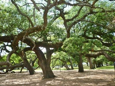 Majestic old oak trees make Baldwin Park special.