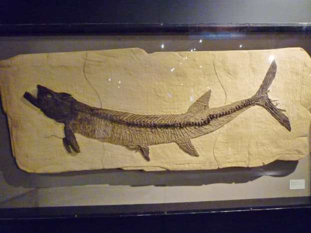 Fish Ichthyodectes ctenodon &ndash; Late Cretaceous 