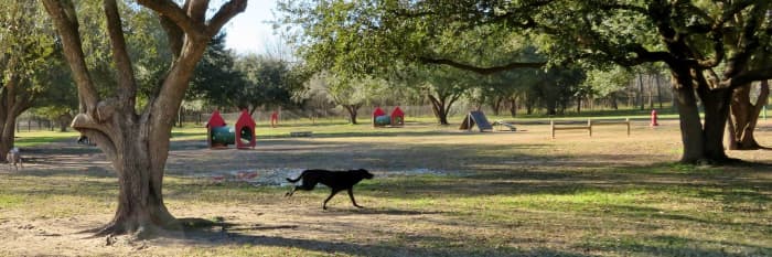 Dogs running freely in open grassy areas in Congressman Bill Archer Park