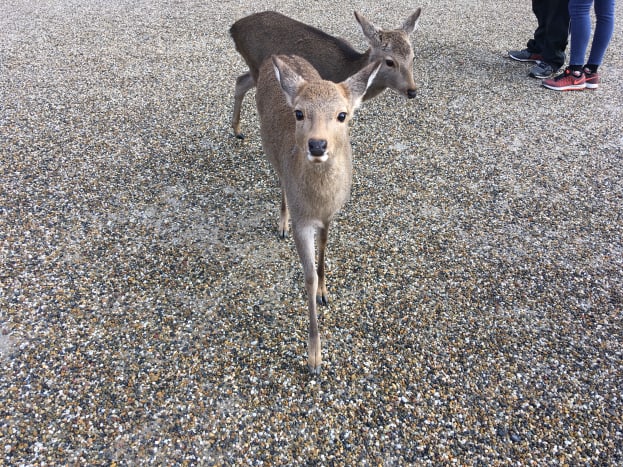 Deer Park, Nara