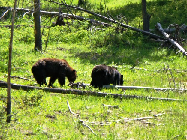 Black bears in Hayden Valley in Yellowstone National Park