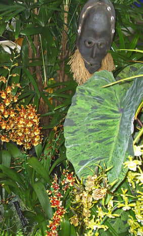 hidden-hawaii-the-spectacular-59th-annual-orchid-show-in-hilo-on-the-big-island