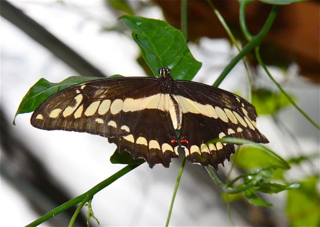 The San Antonio Zoo has an enclosed butterfly exhibit. The delicate creatures land on your arms and flit above you while you stroll through the paths.