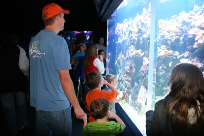 Looking at the large saltwater tank that contains clown fish, tangs, and more.