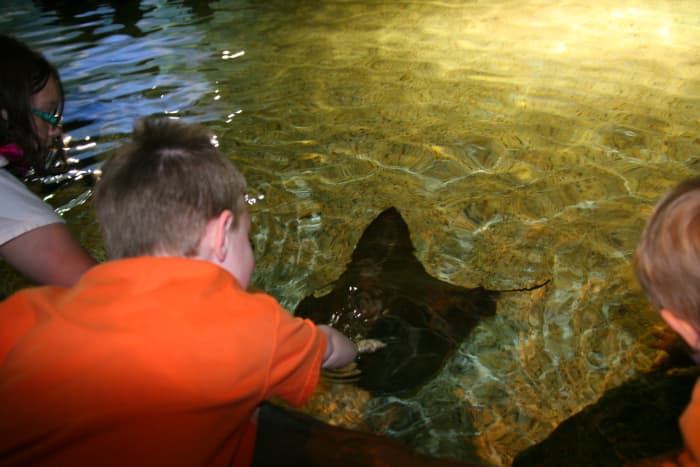 Attempting to touch a stingray, but the water was too deep. There was a long line behind us to see this attraction.