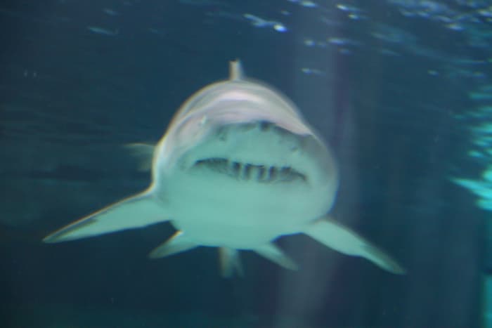 A shark heads right toward us in the shark tunnel at the Ripley's Aquarium!
