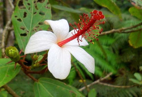 Rare native Hawaiian white hibiscus (Hibiscus waimeae)