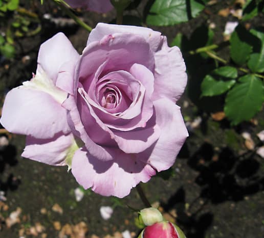 A lavender rose