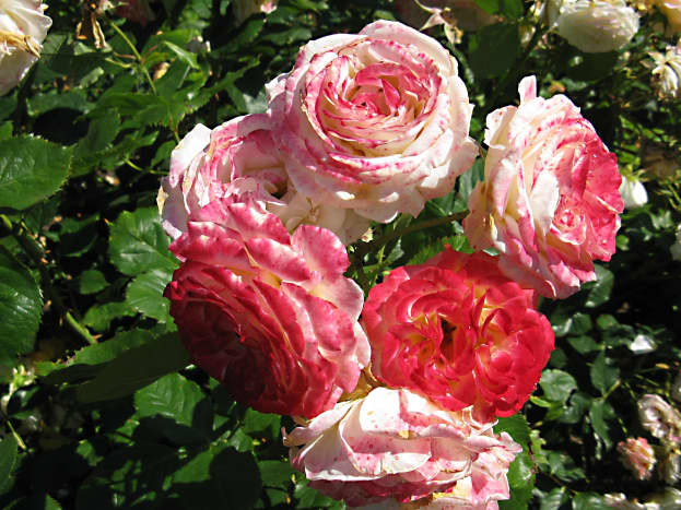 A group of multicoloured roses