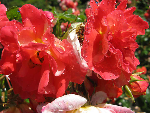 Rose, from Stanly Park, Vancouver : r/flower