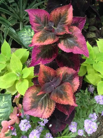 I think that Coleus leaves can sometimes be as beautiful as flowers.