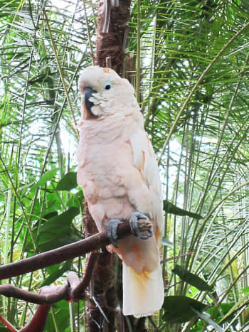 Kramer is a salmon-crested or Moluccan cockatoo. He often talks to visitors.