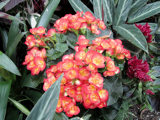 The wide variety of plants that can be seen under the dome is wonderful. This is a kalanchoe.