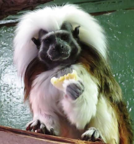 Cotton-topped Tamarin at NEW Zoo in Green Bay, Wisconsin