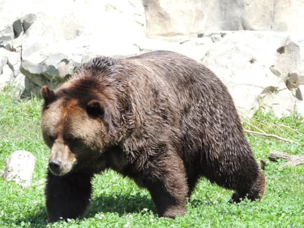Grizzly Bear at Brookfield Zoo in Chicago, Illinois