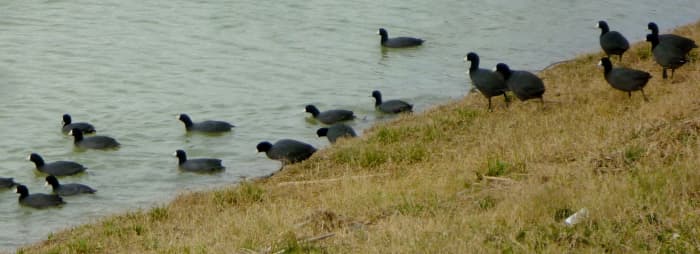 American Coots spotted at Goforth Park