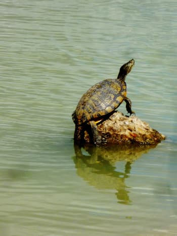Turtle in lake at Goforth Park 