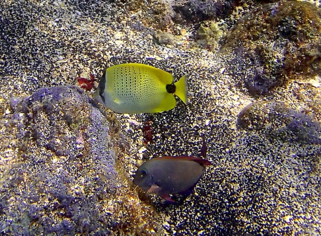 Milletseed Butterflyfish is endemic to Hawaii, seen here with a common Brown Surgeonfish.