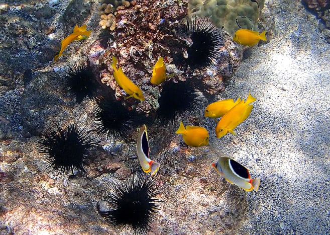 School of juvenile Orangeband Surgeonfish and a pair of Saddleback Butterflyfish browsing near a colony of long-spined sea urchins.