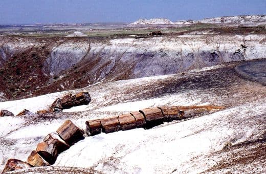Long Logs at the Petrified Forest National Park