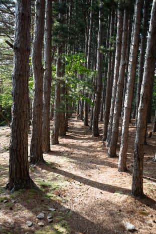 The pine tree-lined path towards Lion's Head
