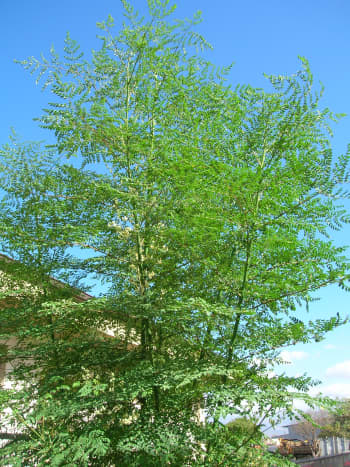 Moringa oleifera or Sahjan Tree