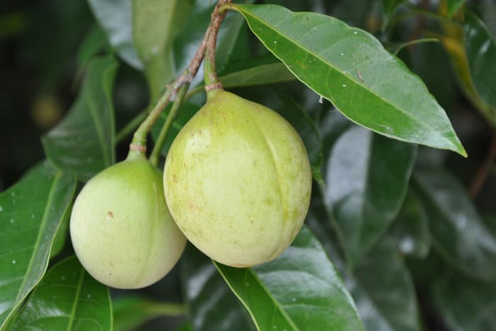 Nutmeg tree fruit.