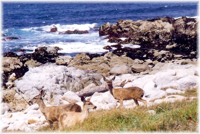 3 deer in this photo - 17 Mile Drive scenery along the Pacific in California