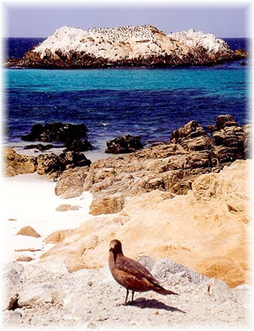 The rock in the background is called Bird Rock but also provides a haven for sea lions and harbor seals. 