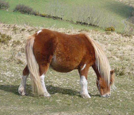 A rare pony grazes on Hameldon in Dartmoor. 