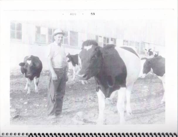 dad standing in the barnyard with  his cows in 1959.