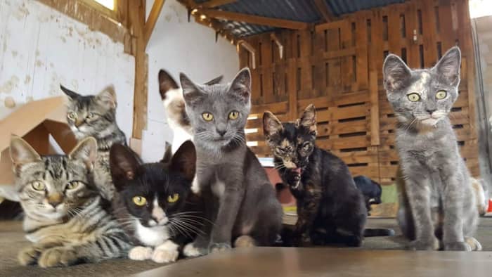 feral-cats-of-playa-blanca-lanzarote-part-four