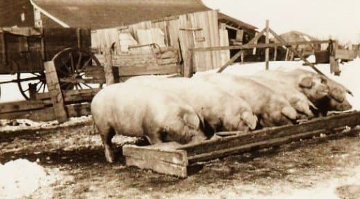 They also had pigs to feed...