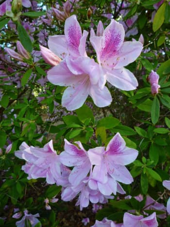 Cenacle grounds &ndash; azaleas in bloom 