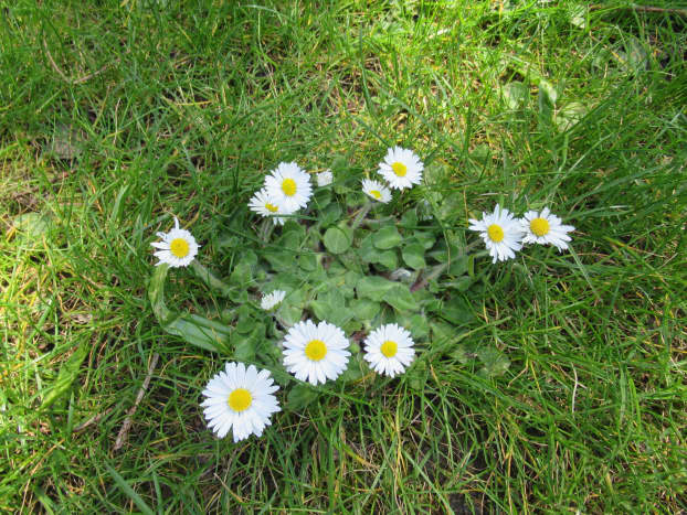 Let's make a Daisy Chain!